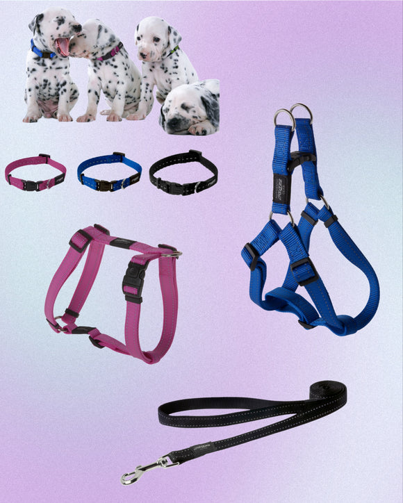 Dog collars leashes and harnesses