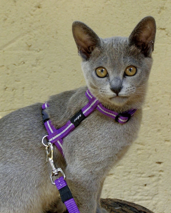 Cat collars leashes and harnesses