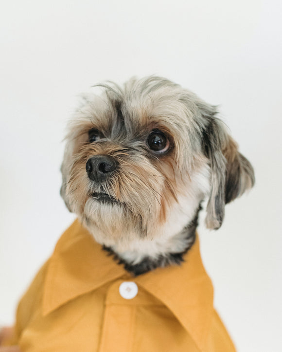Dog jerseys and jackets