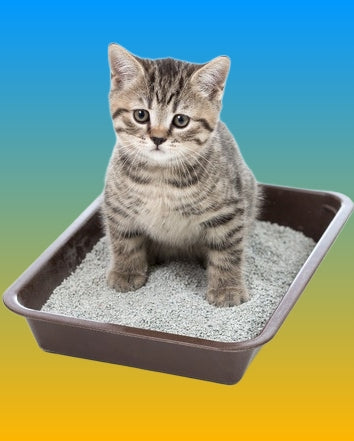 Cat litter and accessories