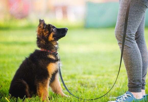 Puppy obedience training