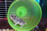 PLASTIC SOLID HAMSTER WHEEL - In Stock